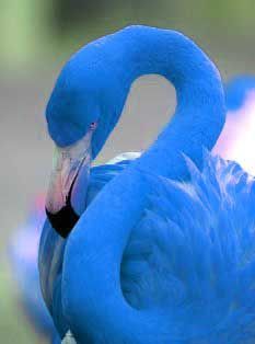 Flamingo Pictures, Blue Flamingo, Flamingo Art, Rare Animals, Exotic Birds, Pretty Birds, Feeling Blue, Colorful Birds, Swans