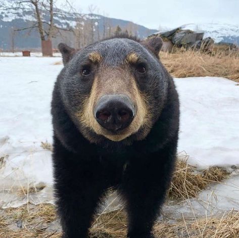 Running With The Wolves, Climbing Trees, Well Hello There, Hello There, Black Bear, Wolves, Alaska, Climbing