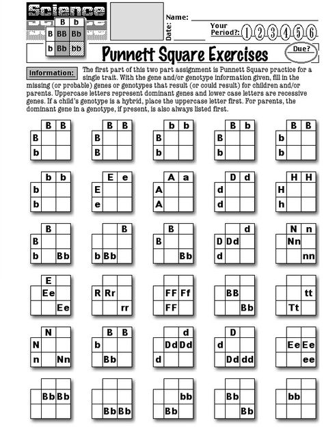 Punnett Square Practice Worksheets Punnet Square Activities, Punnett Square Activity, Dna Lesson, Science Genetics, Square Worksheet, Mendelian Genetics, Genetics Activities, Punnett Square, Biology Genetics