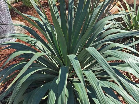 soft leaf yucca texas - Google Search Landscaping Software, Plant Information, Drought Tolerant Plants, All About Plants, Landscaping With Rocks, Cool Landscapes, Landscaping Plants, Drought Tolerant, Backyard Oasis