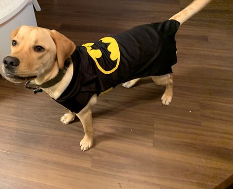 Batman to the rescue! Batman Dog Costume, Batman Dog, Bat Dog, Batman Outfits, Batman Costume, Pet Halloween Costumes, Dog Costume, Dog Pin, To The Rescue