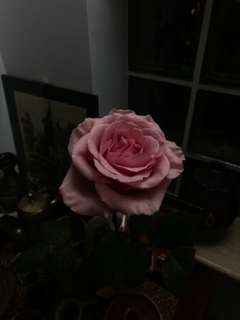 #rose #flowers #dark #pink Floral House, Karaoke Night, Flowers Dark, Dark Flowers, Favorite Flower, Rose Flowers, Dark Pink, Karaoke, Vintage Pink