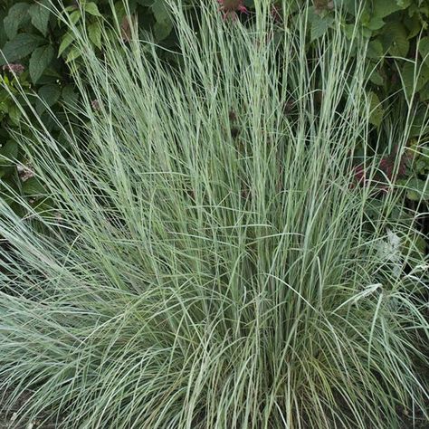 Masses of Grass: Planting Large Groupings Of Ornamental Grasses Quail Enclosure, Little Bluestem, Feather Reed Grass, Grass Species, High Country Gardens, Denver Botanic Gardens, Perennial Grasses, Types Of Grass, Butterfly Species