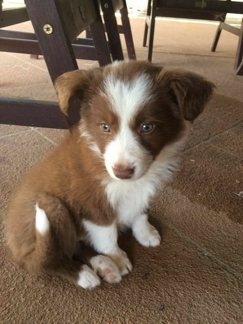 Brown Border Collie Puppy, Border Collie Husky Mix, Border Collie Pups, Dog Runner, Brown Border Collie, Red Border Collie, Big Dogs Breeds, Biggest Dog In The World, Dogs Tattoo