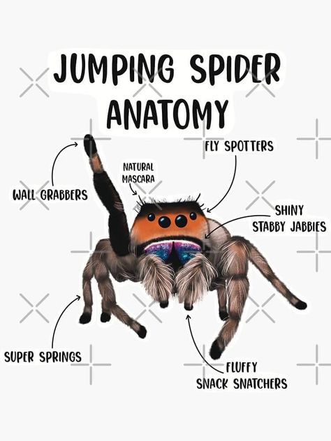 .... Shiny Stabby Jabbies 🥰 Jumping Spider Care, Bold Jumping Spider, Spider Anatomy, Spider Facts, Spider Fact, Jumping Spiders, Natural Mascara, Helpful Things, Jumping Spider