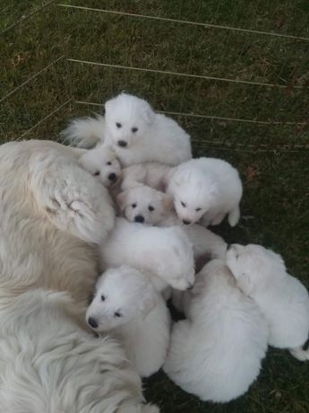 Great White Pyrenees, Great Pyrenees Puppies, Pyrenees Puppies, Great Pyrenees Puppy, Maremma Sheepdog, Pyrenees Dog, Animals And Pet Supplies, Great Pyrenees Dog, Good Dogs