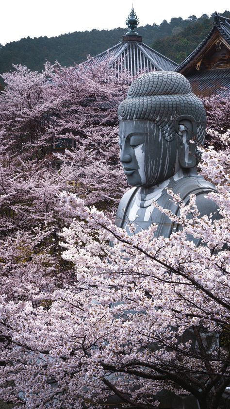 Japan Buddha, Wallpaper Buddha, Japanese Places, Japanese Buddha, Budha Art, Buddha Wallpaper, Pink Wallpaper Laptop, Giant Buddha, Siddhartha Gautama