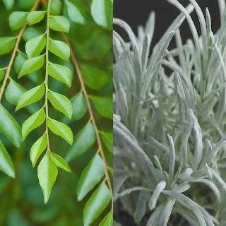 The Herb Gardener: What's the Difference Between Curry Tree and Curry... Curry Plant Uses, Curry Tree, Curry Plant, Curry Leaf Plant, Helichrysum Italicum, Herb Gardening, Yellow Blossom, Curry Leaves, Tree Leaves