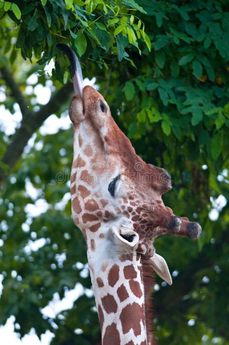 Giraffe Reference, Giraffe Eating, Giraffe Photography, Friends Book, African Quilts, Friend Book, Africa Safari, Cute Giraffe, Country Scenes