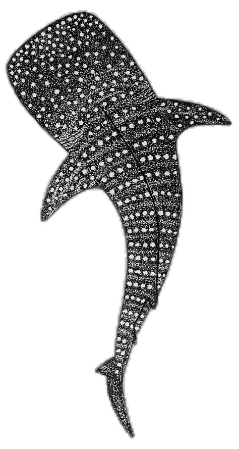 Whale Shark Painting Easy, Shark Drawing Easy, Whale Shark Art, Whale Shark Drawing, Shark Painting, Shark Illustration, Pen Ink Drawings, Shark Drawing, Shark Art