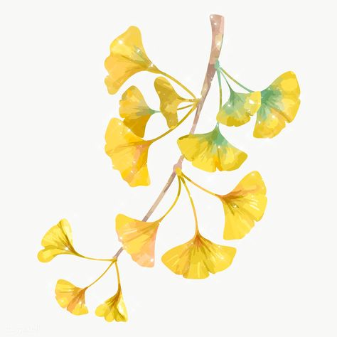 Hand drawn sparkling ginkgo flowers design element | free image by rawpixel.com / manotang White Flower Png, Ginkgo Art, Phlox Flowers, Gingko Biloba, Hollyhocks Flowers, Ginkgo Tree, Gingko Leaves, Free Illustration Images, Leaf Illustration