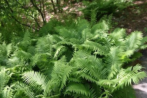 Australian Tree Fern, Australian Trees, Ferns Garden, Tree Fern, Fast Growing Trees, Fern Plant, Starter Plants, Plant Nursery, Growing Tree