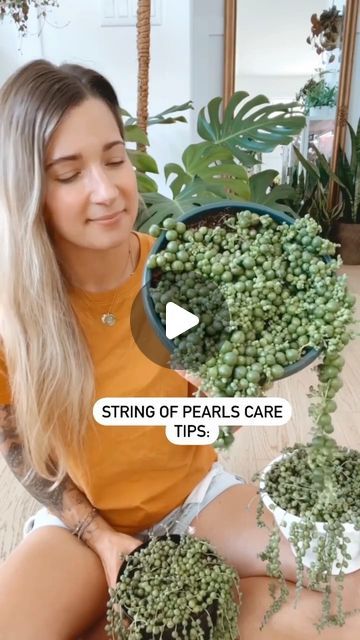 Andie • Plants | Home Decor on Instagram: "String of pearls care 💚

Do you own one? I find a lot of people have a hard time we these. They’re my favourite stringy plant. I like to propagate these and I feel like I’ve mastered them at this point. 

Tips below👇🏻

☀️They need lots of bright light. Ideally a eastern window is perfect with some direct morning sun. I have all mine currently right in front of southern windows but  there is a sheer curtain in front of them. With that being said I may have to move them during the summer months when the sun intensifies, it can burn the pearls. 

💦 Honeslty don’t be afraid to water these! Water when almost dried out. I don’t bottom water, I put water directly over the pearls and I saturate the soil so water comes out the bottom. As long as the pe Plants Home Decor, String Of Pearls Plant, Window Plants, Plants Home, Lots Of People, String Of Pearls, Morning Sun, A Lot Of People, Sheer Curtain