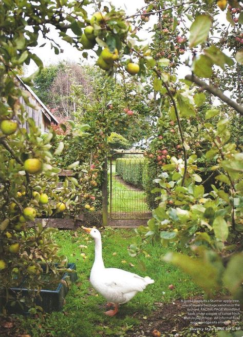 Apple Orchard, Fruit Garden, Hobby Farms, Garden Cottage, Apple Tree, Country Gardening, Farm Gardens, Kitchen Garden, Permaculture