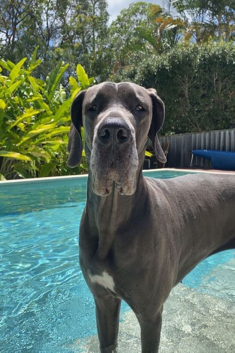 swimming with roxy Great Dane Mastiff, Great Dane Dogs, Pool Day, Pretty Dogs, Cute Animal Photos, Cane Corso, Baby Dogs, Animal Photo, Great Dane