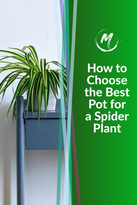 Best pot for a Spider plant Spider Plant Container Ideas, Spider Plant Potting Ideas, Best Soil For Spider Plants, Spider Plant Soil, Growing Spider Plants In Water, How To Take Care Of A Spider Plant, Planting In Clay, Spider Plant, Kindergarten Art Projects