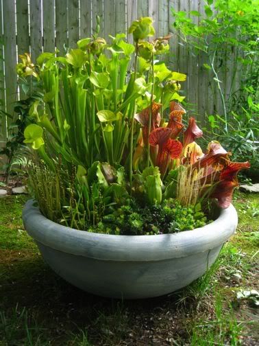 Outdoor Bog Container Garden. Another great way to add carater to a garden. Carnivorous Plants Terrarium, Container Water Gardens, Bog Plants, Plante Carnivore, Bog Garden, Terrarium Containers, Pitcher Plant, Garden Containers, Carnivorous Plants