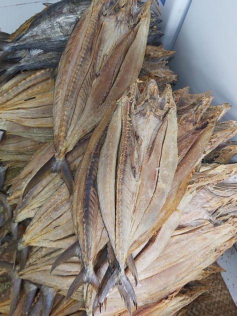 Ikan Asin, Moth, Insects