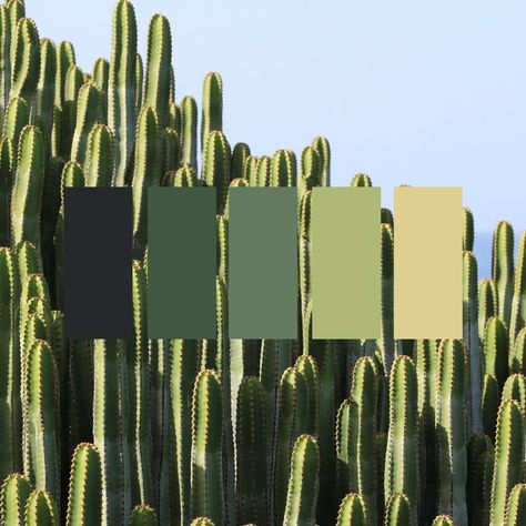 #trendy #color #palette #neutral #green #desert #cactus #neutralstyle Arizona Color Palette Southwest Style, Green Desert Aesthetic, Landscaping Color Palette, Cactus Color Palette, Arizona Color Palette, Bondi House, Arizona Bedroom, Western Color Palette, Desert Interior Design