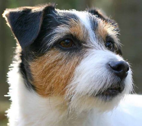 Parson Russell Terrier head Dog Drawing Reference, Chien Jack Russel, Big Dog Toys, Parson Jack Russell, Funny Dog Quotes, Tattoos Dog, Russel Terrier, Parson Russell Terrier, Jack Russell Dogs