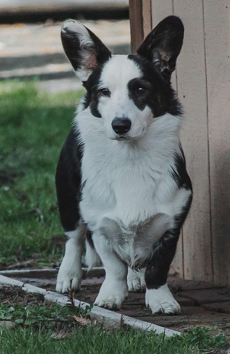 Glacier Cardigan Welsh Corgis in Oregon | Cardigan Welsh Corgi puppies | Good Dog Cardigan Welsh Corgi Puppies, Welsh Corgi Cardigan, Black Corgi, Corgi Portrait, Cowboy Corgi, Cats And Puppies, Cardigan Corgi, Cute Corgi Puppy, Every Dog Breed