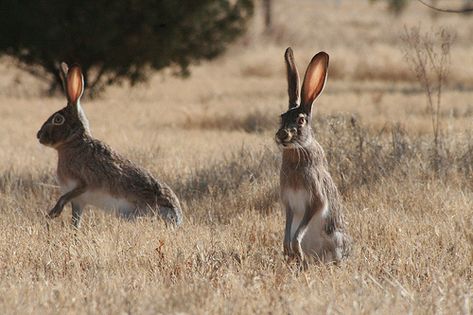 West Texas Jack Rabbit | kodisattlerphotography | Flickr Mickey Mouse Christmas Ornament, Texas Animals, Rabbit Hunting, Only In Texas, Texas Life, Texas Places, Peter Cottontail, Loving Texas, Texas Girl