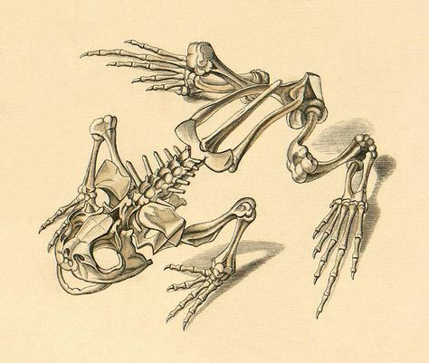 Frog Skeleton, Technology Images, Natural History Illustration, Frog Sketch, Science Astronomy, Fauna Illustration, History Illustration, Skeleton Warrior, Frog Tattoo