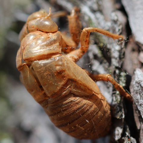 Cicada shell left behind on a pine tree in Huntsville, Alabama. Skin Reference, Concept Creature, Cicada Shell, Cicada Tattoo, Cool Insects, Bug Hotel, Neko Atsume, Huntsville Alabama, Arthropods