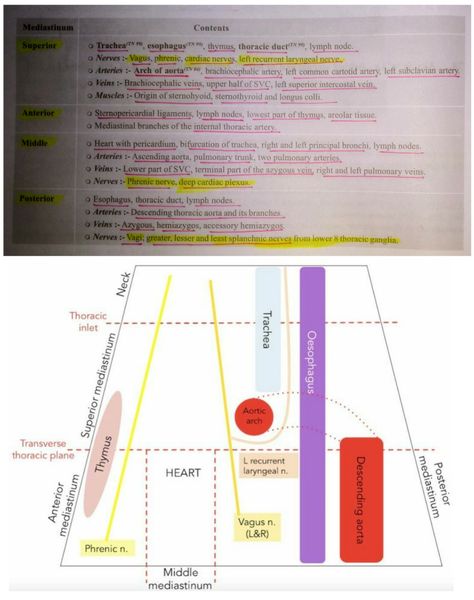 v.Imp... Contents of various compartments of mediastinum... (note: trachea and phrenic nerve comes in "superior" and "middle"! mediastinum) ( "Azygous" vein in "miidle" mediastinum) 【 Note: Anterior relation of Hilum of lung - Phrenic nerve, while posterior relation - Vagus nerve 】 Mediastinum Anatomy Notes, Subclavian Artery, Lymph Nodes, Vagus Nerve, Nurse Study Notes, Medical Studies, Medical Anatomy, Nursing Study, Biochemistry