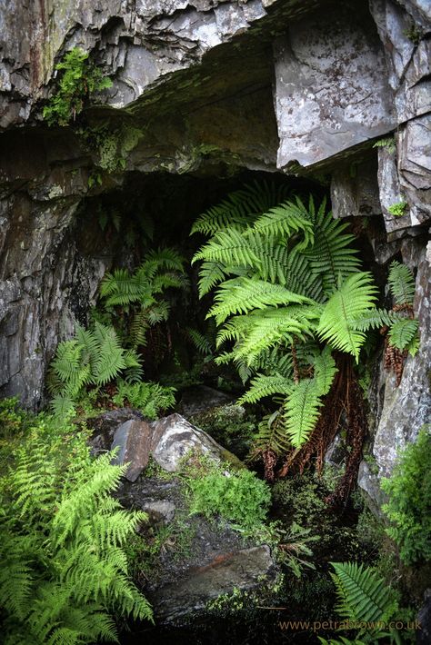 Forest Cathedral, Epiphytic Plants, Rainforest Pictures, Fern Grotto, Castle Landscape, Fern Forest, Ferns Garden, Gothic Garden, Hillside Landscaping