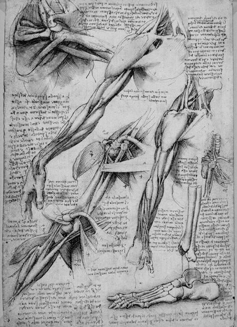 Secret drownings by Leonardo…Part I Poppy Reference, Mad Scientist Oc, Scientist Oc, Anatomy Figure Drawing, Medical Horror, Anatomical Drawings, Medical Drawings, Human Body Drawing, Gcse Art Sketchbook