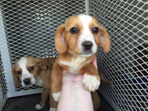 Bocker dog for Adoption in Modesto, CA. ADN-440990 on PuppyFinder.com Gender: Female. Age: Baby Bocker Dog, Modesto California, Beagle Mix, Dog Id, Cocker Spaniel, California Usa, Dog Adoption, Spaniel, Dog Breeds