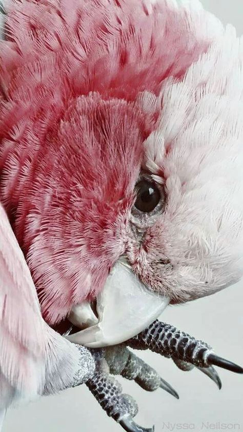 Parakeet Colors, Galah Cockatoo, Cockatoo Bird, Regard Animal, Pink Cockatoo, Parrots Art, Abstract Composition, Australian Birds, Parrot Bird