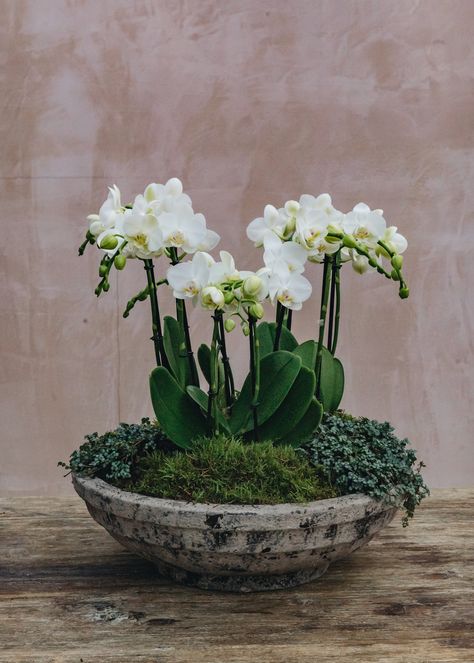 How to: Create an Orchid Arrangement – Burford Garden Co. Orchid Bowl, Creative Planters, Burford Garden Company, Creative Planter, Orchid Planters, Companion Plants, Orchid Pot, Orchid Arrangements, Planter Design