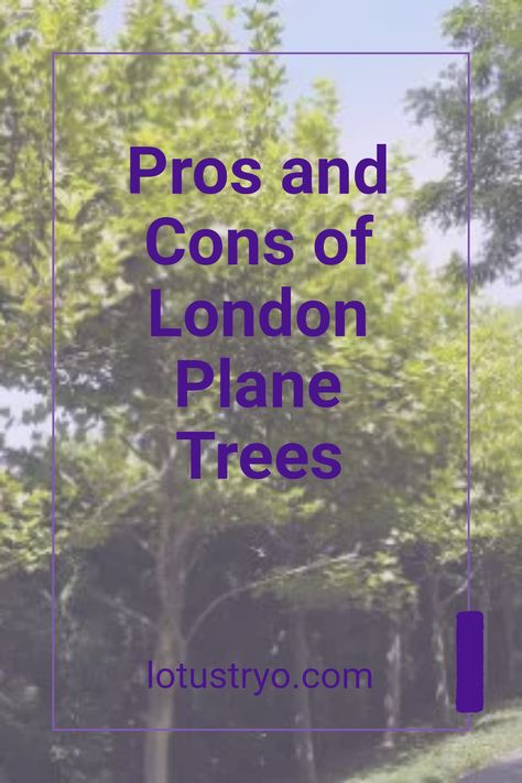 The London Plane tree is often a preferred choice in urban settings, celebrated for its resilience and adaptability. This article breaks down the pros and cons of planting these extraordinary trees in city environments, balancing their benefits against potential drawbacks. Discover why city planners are increasingly considering London Plane trees in green spaces, and learn how they can impact urban air quality, shade, and overall biodiversity London Plane View, London From Airplane, Urban Air, London Plane Tree, London Plane, Plane Tree, City Planner, Urban Landscapes, Tree Care