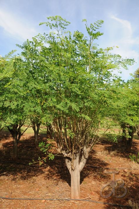 #Moringa #Oleifera #tree, already a few years old. By #PhotoJdB Mahua Tree, Moringa Photography, Moringa Oleifera Tree, Moringa Seeds, Moringa Tree, Miracle Tree, Garden Swimming Pool, Kerala House, Check Mate