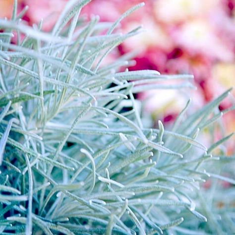 Helichrysum 'Icicles' Silver Plants Perennials, Curry Plant, Ground Cover Seeds, Licorice Plant, Japanese Painted Fern, Blue Fescue, Silver Plant, Helichrysum Italicum, Amazing Plants