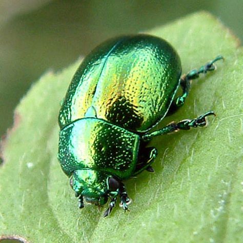 Mint Leaf Beetle Leaf Beetle, Green Beetle, Mint Leaf, Mint Plants, Cool Bugs, Plants Growing, Vulture Culture, Red Pictures, Color Vibe