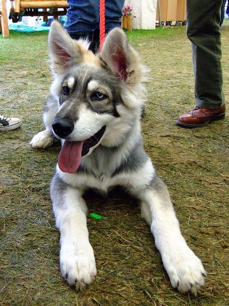 Northern Inuit Dog, Northern Inuit, Dream Dog, Alaskan Malamute, Age 11, Wolf Dog, Sweet Dogs, Dog Sledding, German Shepherds