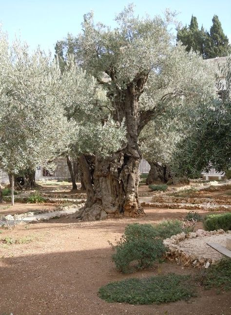 JERUSALEM, ISRAEL - "Gethsemane" is a garden at the foot of the Mount of Olives in Jerusalem most famous as the place where, according to the gospels, Jesus and his disciples are said to have prayed the night before he was arrested. The Garden Of Gethsemane, Garden Of Gethsemane, Terra Santa, Mount Of Olives, Olive Press, The Last Supper, Easter Blessings, Olive Trees, Garden Designs