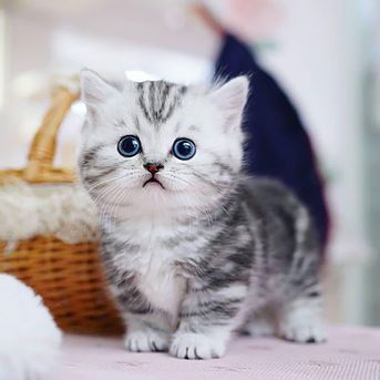 Home | Munchkin Kittens Munchkin Kittens For Sale, Cats And Birds, Pet Food Store, Munchkin Kitten, Teacup Cats, Happy Kitten, Munchkin Cat, Kittens For Sale, Aesthetic Cat