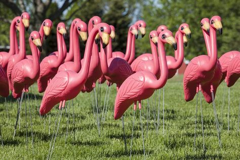 The ubiquitous pink flamingo lawn ornament is 60 years old, a product of the age of suburbs and plastic. It has a surprising natural history. Pink Flamingos Lawn Ornaments, Plastic Pink Flamingos, Venice Cafe, Philadelphia Magic Gardens, Plastic Flamingo, Lawn Flamingos, Winter Haven Florida, Orange Groves, Flamingo Garden