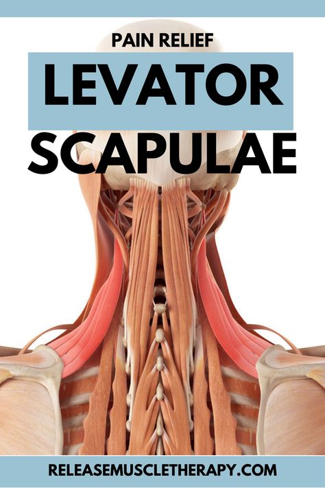 Trapezius Muscle Pain, Neck Muscle Anatomy, Levator Scapulae, Traps Muscle, Head Muscles, Muscles Of The Neck, Muscle Stretches, Pain Relief Remedies, Massage Therapy Techniques