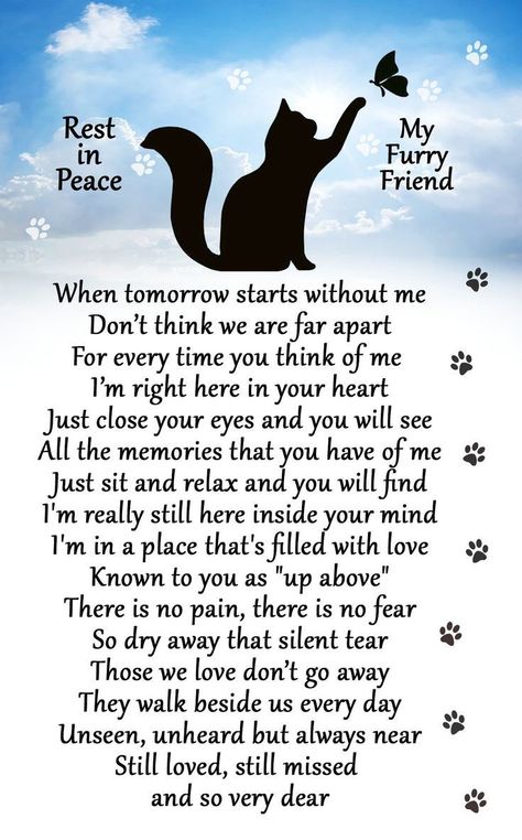 Losing A Pet Quotes, Sympathy Condolences, Condolences Gift, Pet Poems, I Miss My Cat, Cat Poems, Cat Love Quotes, Katt Grejer, Cat Loss