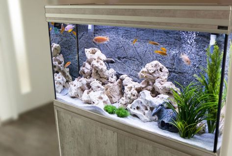 Poissons d'aquarium : 5 astuces pour les aider à faire face à la chaleur Small Freshwater Aquarium, Pokemon Fish Tank, Freshwater Aquarium Design, 30 Gallon Fish Tank, Tank Aesthetic, Aquarium Aesthetic, Aquarium Diy, Wall Aquarium, Fish Tank Cleaning