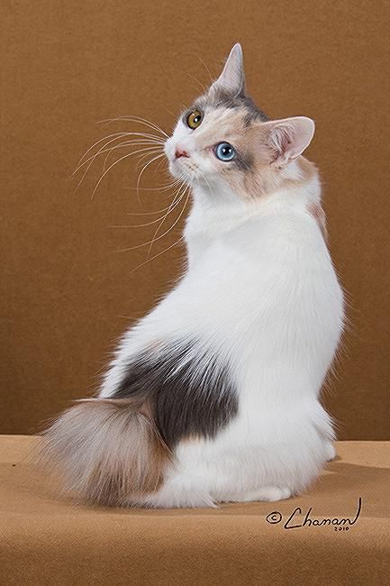 JAPANESE BOBTAIL LONGHAIR: one of the oldest naturally occurring breeds of cat.  Native to the islands of Japan and featured in many ancient prints and paintings. First imported to the United States in 1968. The Japanese Bobtail Shorthair was accepted for CFA championship status in 1976, followed by the Longhair in 1993. Gato Calico, Best Cat Breeds, Japanese Bobtail, Bobtail Cat, Cat Anatomy, Japanese Cat, Warrior Cats Art, Cat Pose, Pretty Animals