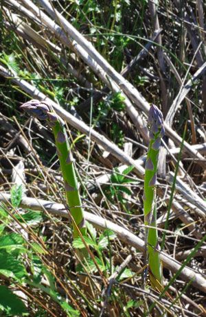 wild asparagus spears Wild Asparagus, Wild Crafting, Edible Weeds, Wild Foraging, Food Alternatives, Wild Food Foraging, Food Foraging, Foraging Recipes, Wild Herbs