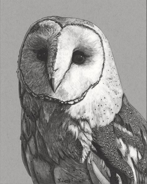 Barn Owl Drawing, Barn Owl Tattoo, Barn Owl Art, Owl Portrait, Cute Owl Tattoo, Owl Art Print, Nature Sketch, Owl Tattoo Design, Original Ink Drawing