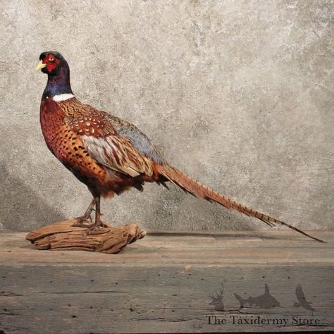 Pheasant Mounts, Grey Partridge, Bird Taxidermy, Interactive Bulletin Board, Taxidermy Mounts, Screech Owl, Snow Owl, Pheasant, Taxidermy