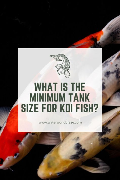 Koi Fish Tank, Koi Aquarium, Container Koi Pond, Koi Fish Types, Koi Fish Care, Galvanized Water Tank, Koi Fish Breeds, 55 Gallon Tank, Aquaculture Fish Farming